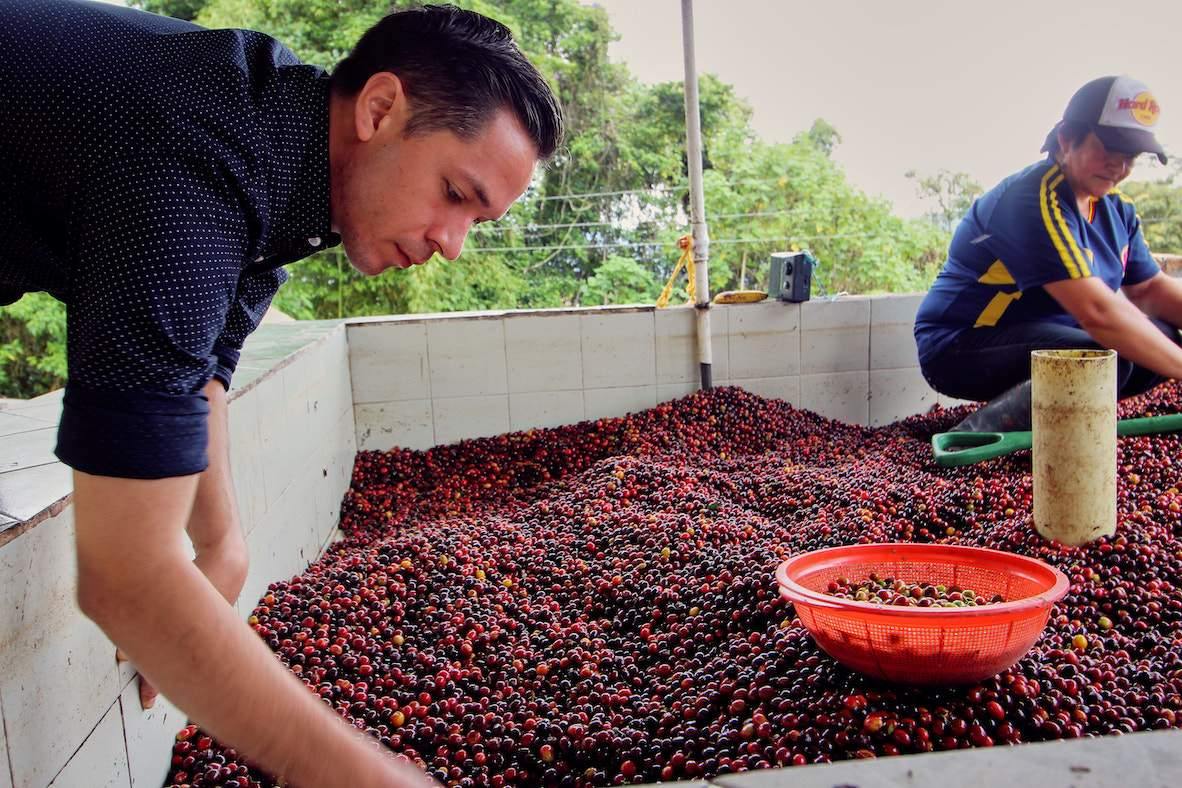 Představujeme: Colombia El Diviso - La Boheme Cafe - Pražírna výběrové kávy