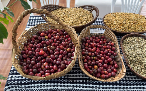 Proč si zamilovat výběrovou kávu z Peru