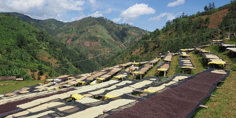 Coffee bean selection