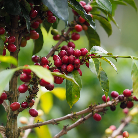 BIO Good Earth - espresso směs