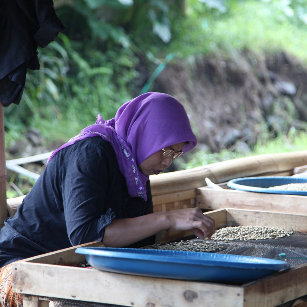 Indonezia Kerinci Anaerobic